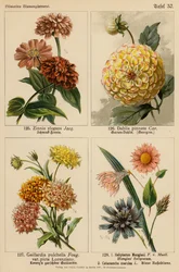 Zinnia Elegans, Dahlia Pinnata, Gaillardia Pulchella, Helipterum Manglesii, Catananche Coerulea