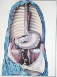 Anatomy of the oesophagus and the stomach, from 