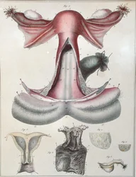 Anatomy of the uterus, from 