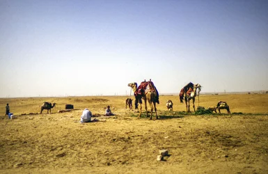 At the Desert