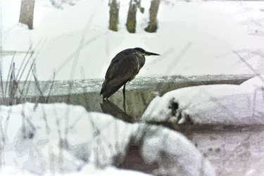 Grey Heron in the Snow