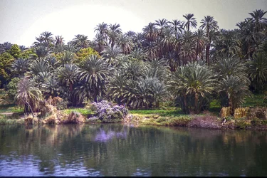 Palms on the Nile