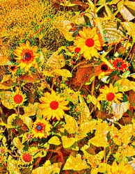 Sunflowers for Van Gogh