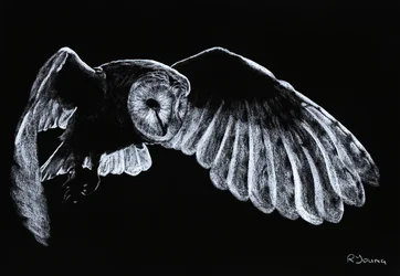 Barn Owl