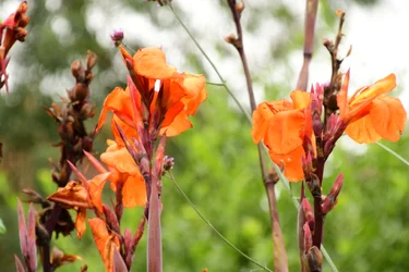 Captured roses against soft natural and artistic background