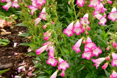 Captured roses against soft natural and artistic background