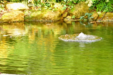 Water Reflection