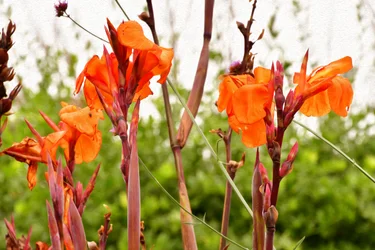 Floral Fine Art