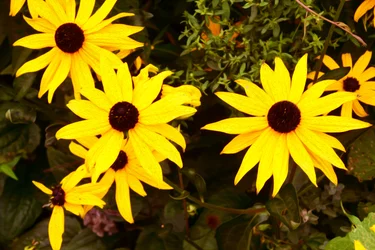 Floral Fine Art