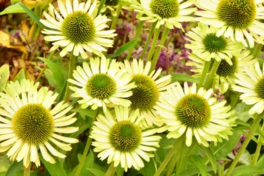 Floral Fine Art