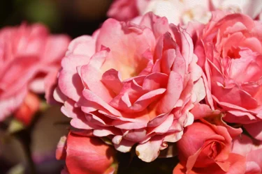 Floral Fine Art