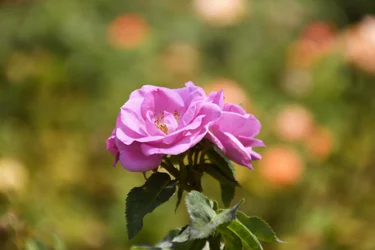 Floral Fine Art