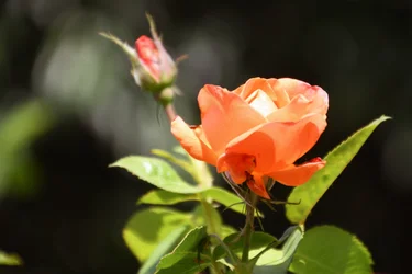 Floral Fine Art