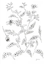 Bumblebee and Wildflower Study
