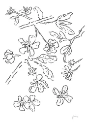 Blossom Ink Study