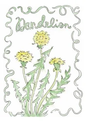 Dandelion