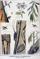 Harmful Insects that are Destructive to Forests