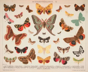 Butterflies. II.