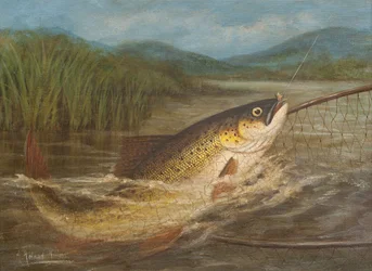 The Fly Fisherman
