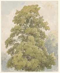 Study of an Elm