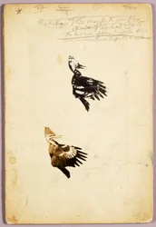 2 Rush stencils, study folder for book Concealing Coloration in the Animal Kingdom