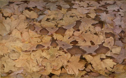 Copperhead Snake on Dead Leaves, Study for Book Concealing Coloration in the Animal Kingdom