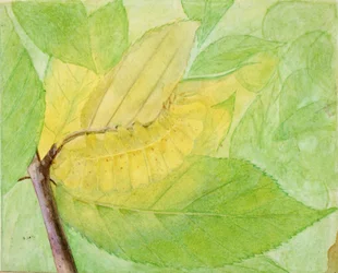 Lunar Caterpillar, study for the book Concealing Coloration in the Animal Kingdom