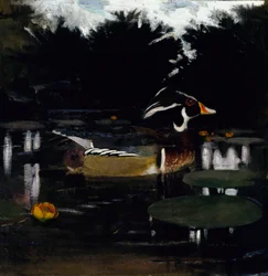 Male Wood Duck in a Forest Pool, study for book Concealing Coloration in the Animal Kingdom, c. 1905-1