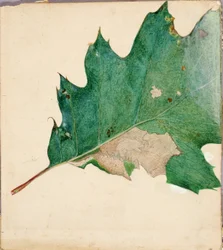 Oligocentra Lignicolor, study for book Concealing Coloration in the Animal Kingdom