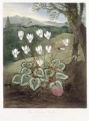 The Persian Cyclamen, from 