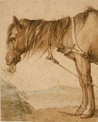 A Horse Eating Hay