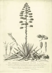 Blooming American Aloe, 1757 (De Americaansche Aloë van Clusius, of de Agave van Linnaeus)