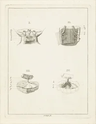 Sections of Plants