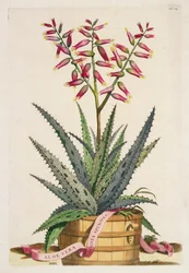 Aloe Vera Costa Spinosa, from 