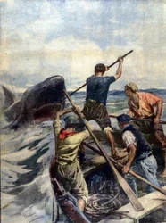 A Confrontation Between Sicilian Fishermen and a Huge Tiger Shark Ended with the Capture of the Sea Monster Which Weighed 12 Quintals. Illustration by A. Beltrame. La Domenica del Corriere. 1908