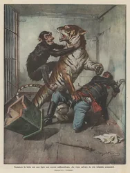 Tamer fighting with a not yet tamed tiger, saved by a chimpanzee