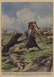 A Fairy Tale Scene That Could Have Ended in Drama, a Shepherdess Guarding a Flock of Sheep