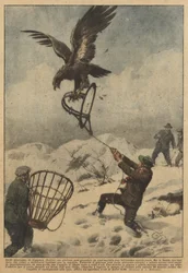 In the mountains of Coggiola (Biella), a young man could catch a beautiful golden eagle in a trap