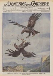 Air Tragedies, Fierce Fight Between Two Eagles in Valnerina (Macerata) Ending with the Killing of One