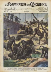 A Monkey War