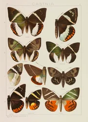 The Macrolepidoptera of the World, 1909