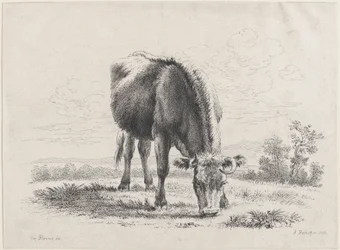 Cow Grazing