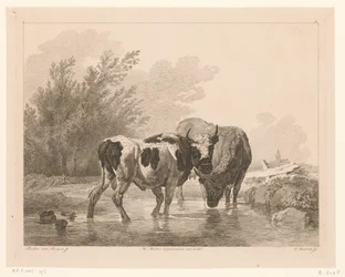 Two Cows in a Stream