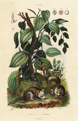 Black Pepper and Southern Flying Squirrel