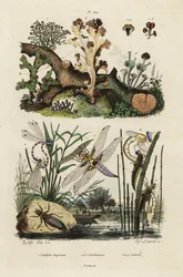 Chaser, skimmer and lichens.,1834-1839