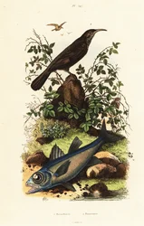 Grey-crowned babbler and black cardinal fish