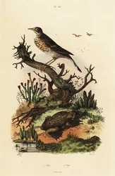 Meadow pipit and Suriname toad