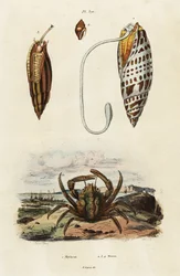 Mitre shells and green clinging crab