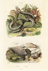 Paper Fig Shell and Amethystine Python