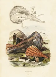 Pen shells or fan mussels